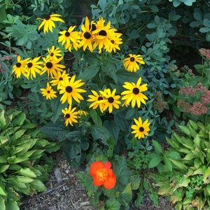 Meet your Posher, Wendy